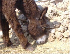 Asini Martina Franca